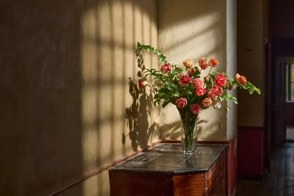 Dahlia Fersken H66