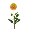 Dahlia Gul H90