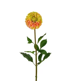 Dahlia Gul H90