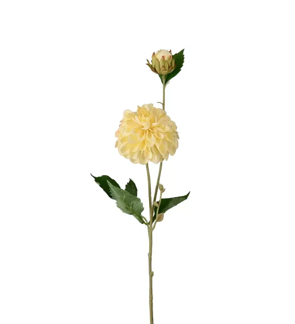 Dahlia H66