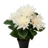 Dahlia H30 Hvit I Potte