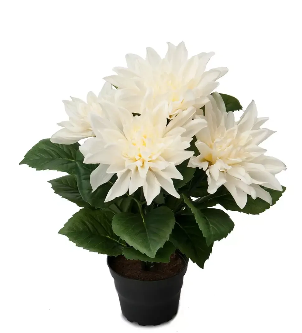 Dahlia H30 Hvit I Potte