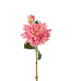 Dahlia H70 Rosa