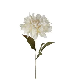 Dahlia Hvit H60