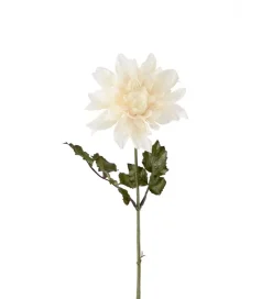 Dahlia Hvit H45