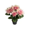 Dahlia Lys Rosa H30