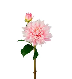 Dahlia Rosa H70