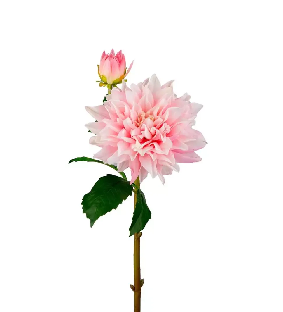 Dahlia Rosa H70