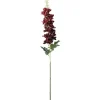 Delphinium Burgunder H75