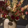 Delphinium Fersken H75