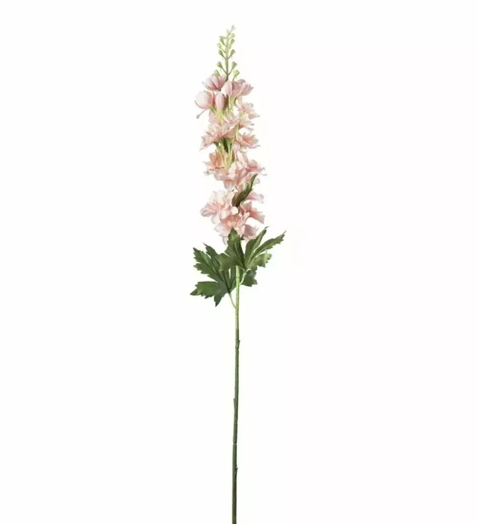 Delphinium H75