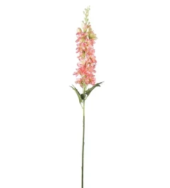Delphinium Rosa H75