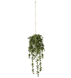 Dischidia Grønn L45