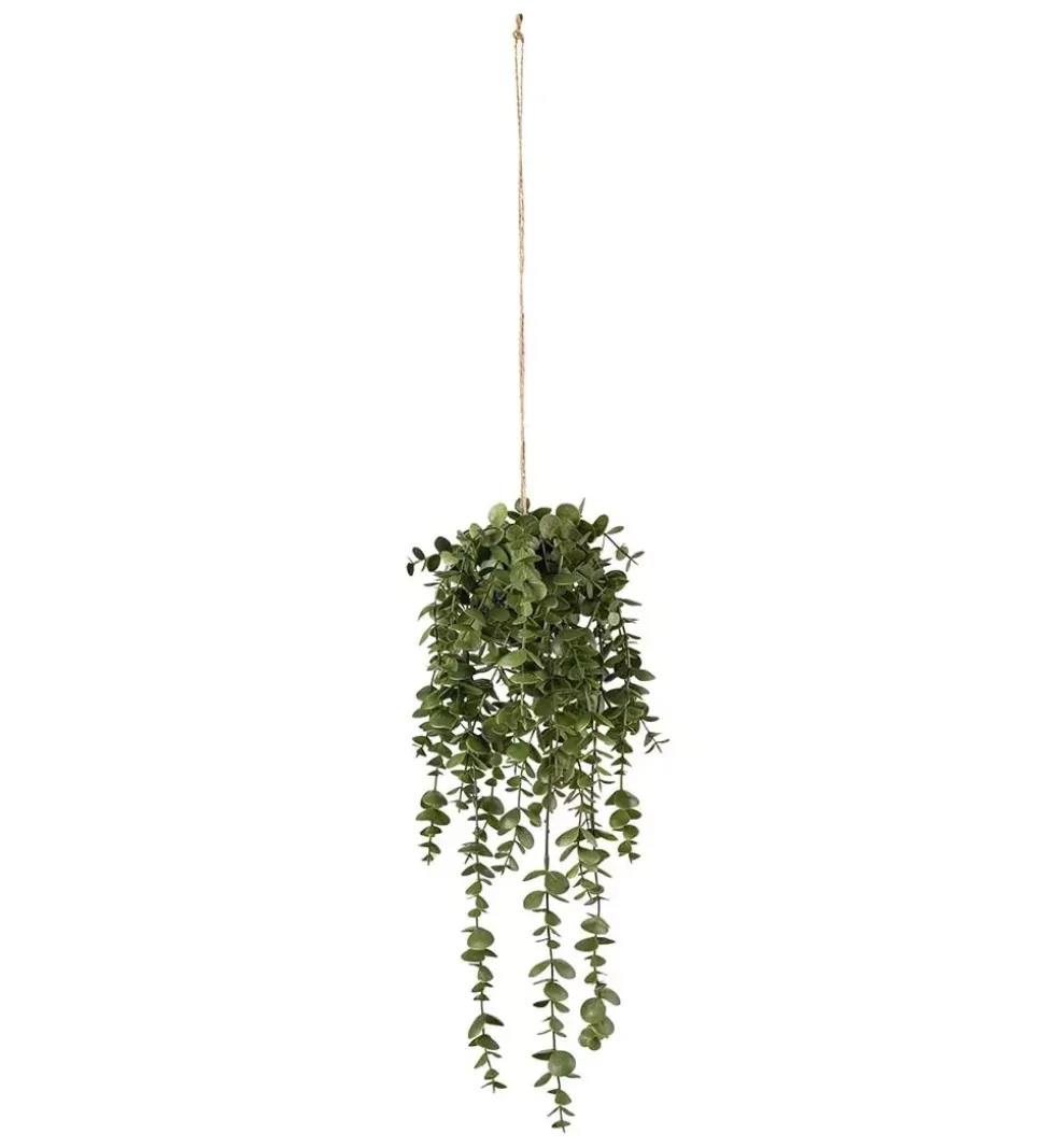 Dischidia Grønn L45