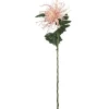 Edderkoppskrysantemum Rosa H70