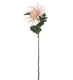 Edderkoppskrysantemum Rosa H70