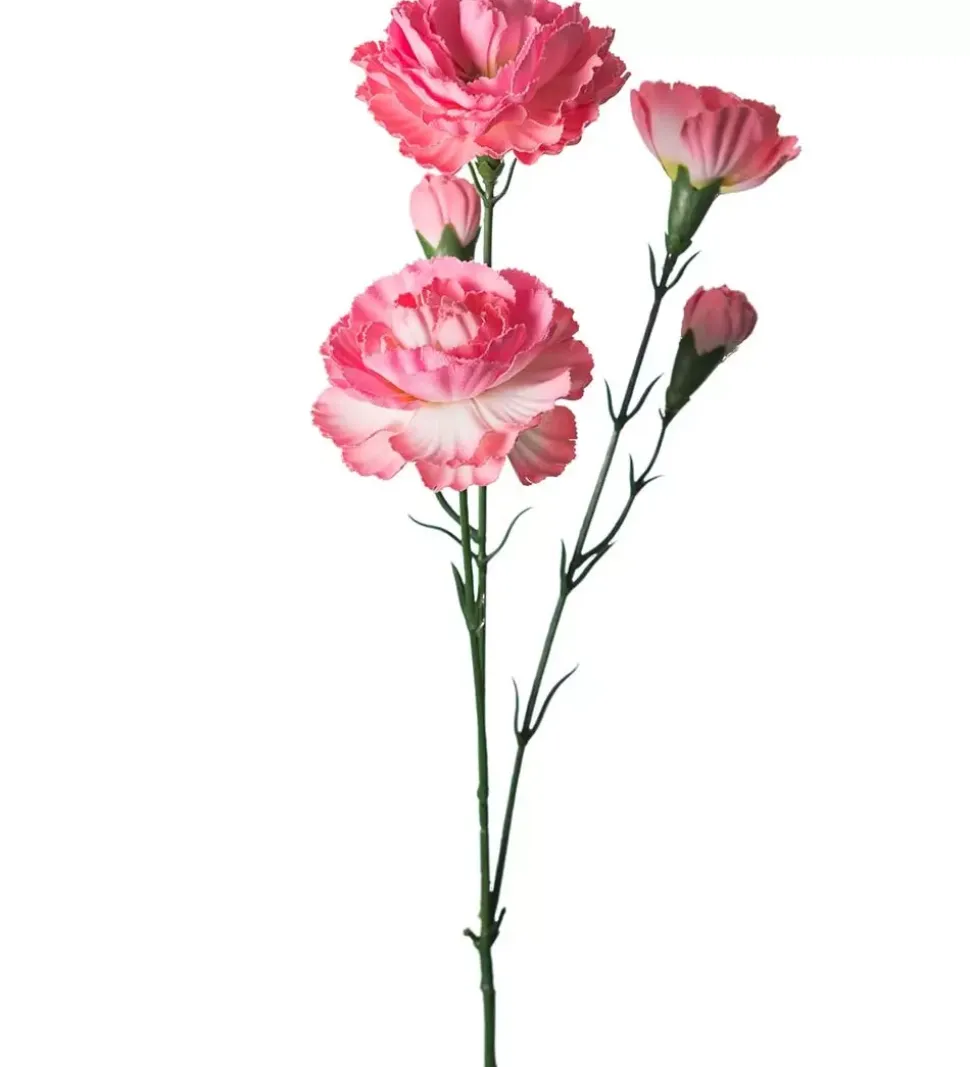 Elegance Nellik Hvit/Rosa H65