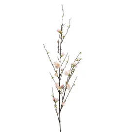 Epleblomst -120cm
