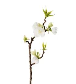 Epleblomst H40