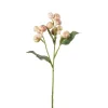 Eplekvist Rosa H35