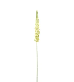 Eremurus Gul