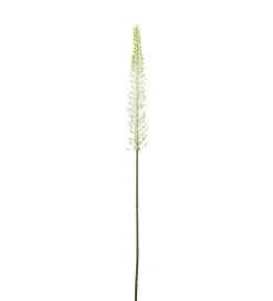 Eremurus Hvit H75