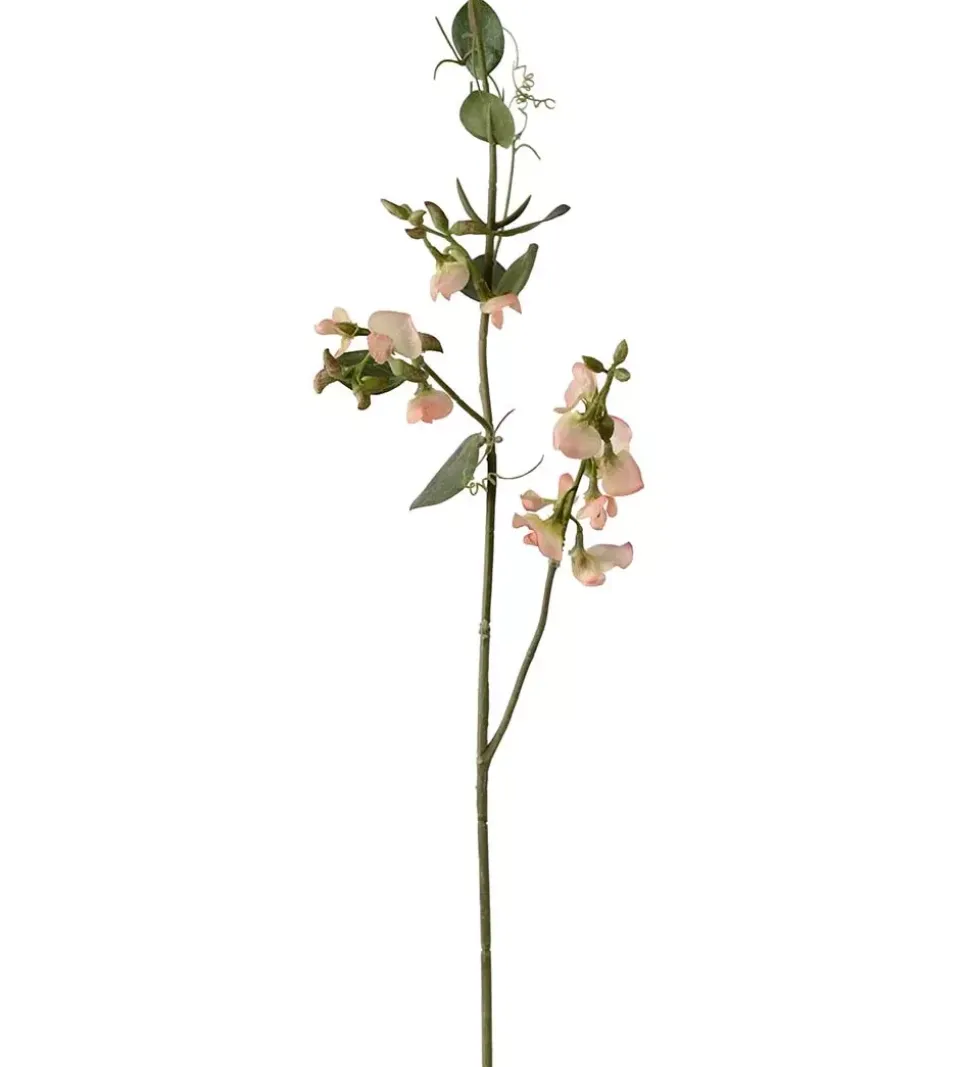 Erteblomst Fersken H69