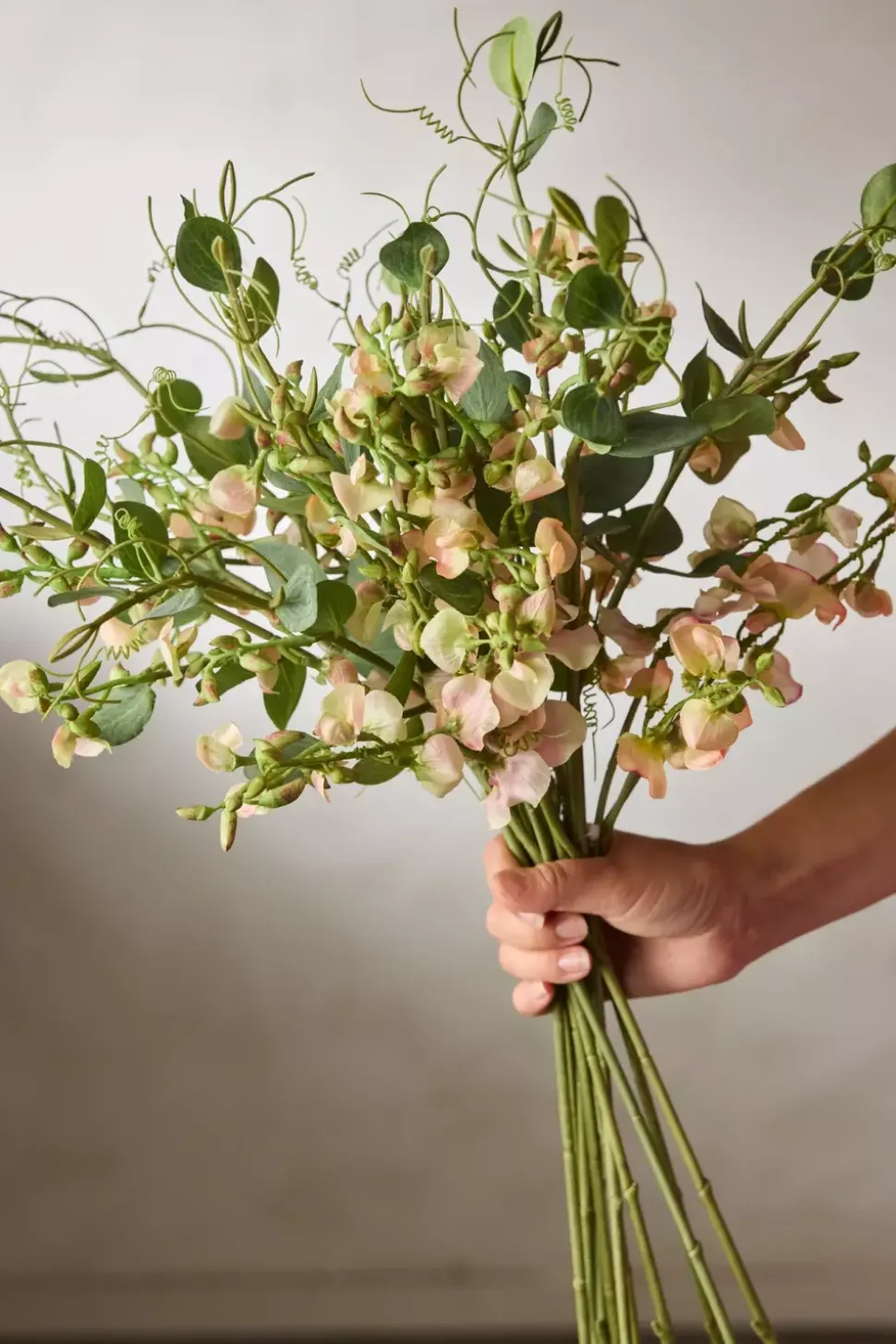 Erteblomst Fersken H69