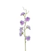 Erteblomst Lilla