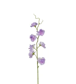 Erteblomst Lilla