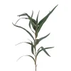 Eucalyptus Globulus