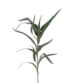 Eucalyptus Globulus