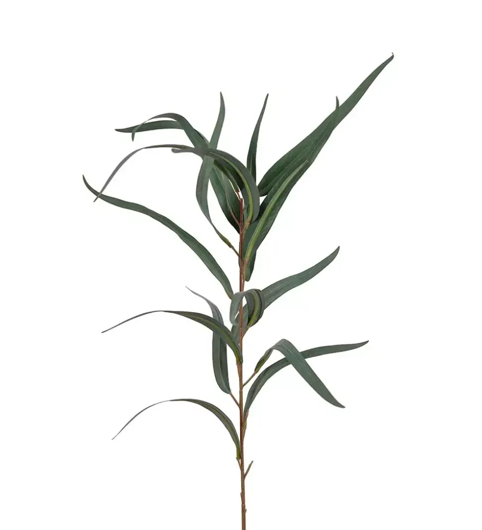 Eucalyptus Globulus