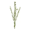 Eucalyptus Grønn H70