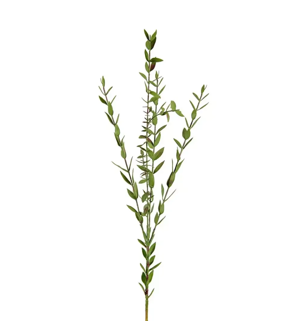 Eucalyptus Grønn H70