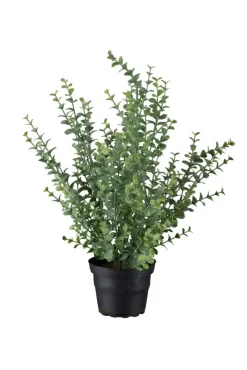 Eucalyptus H40