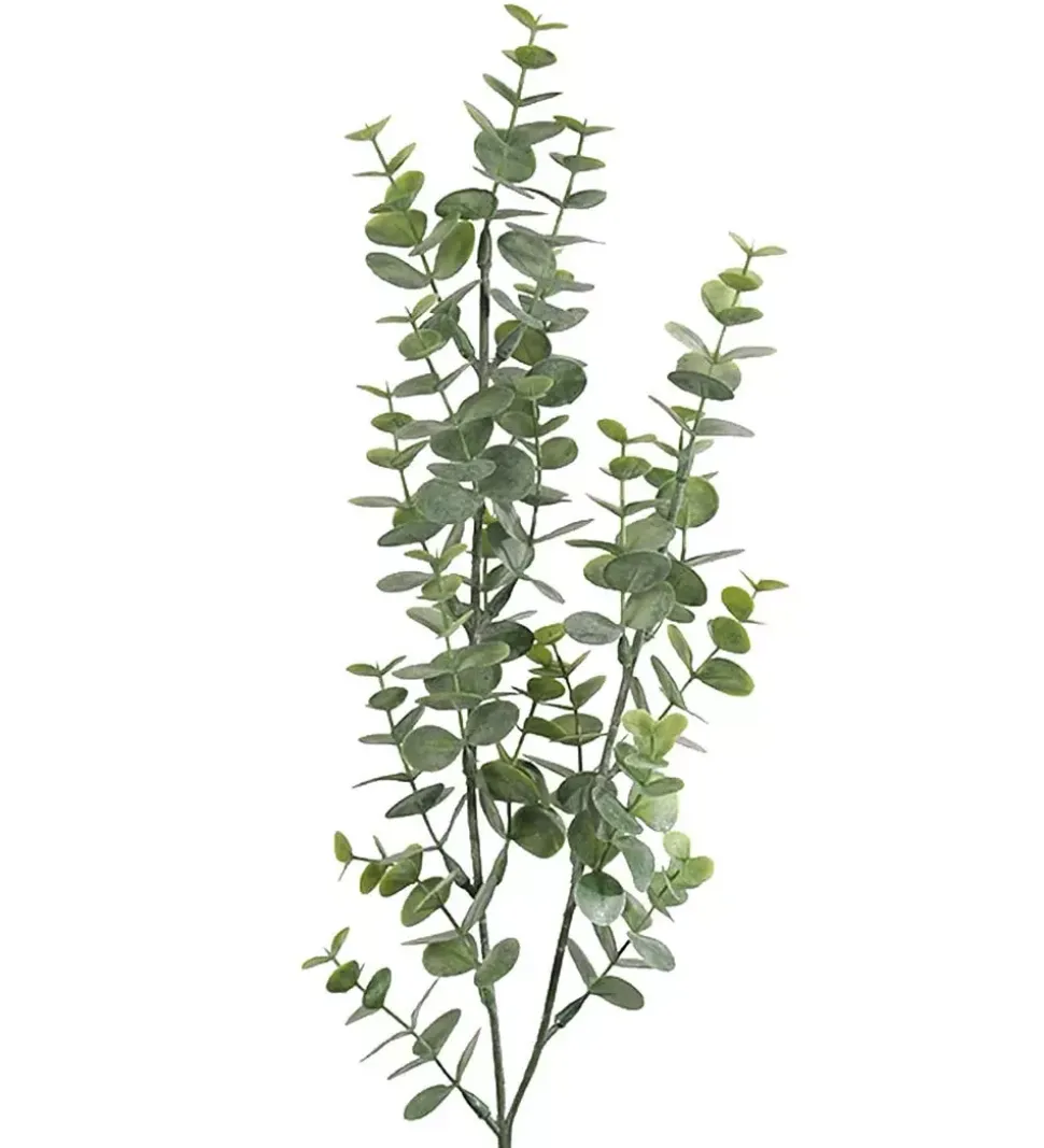 Eucalyptus H74
