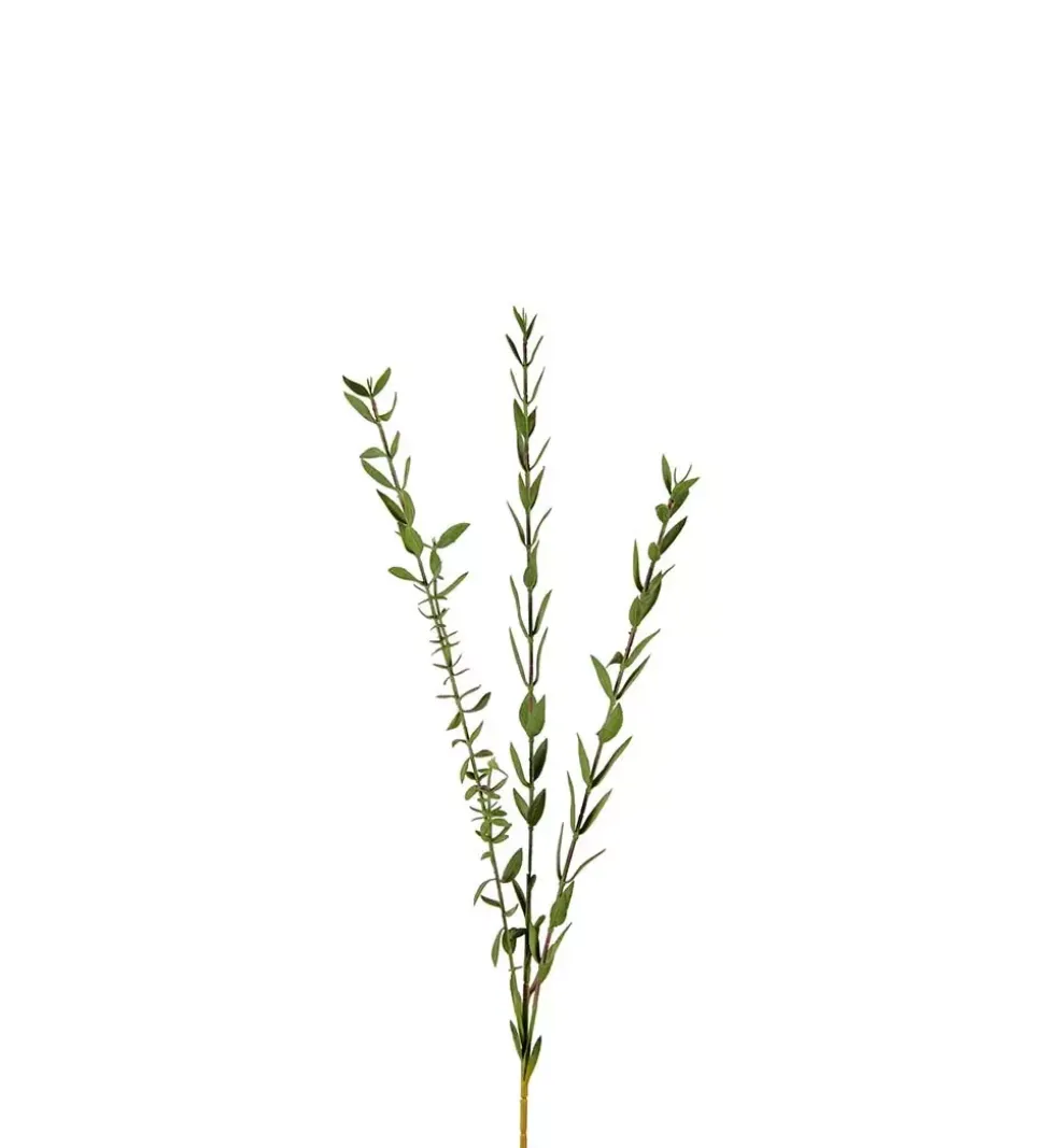 Eucalyptus H50