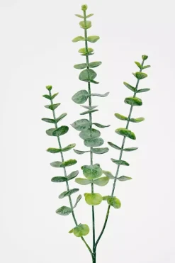 Eucalyptus H60