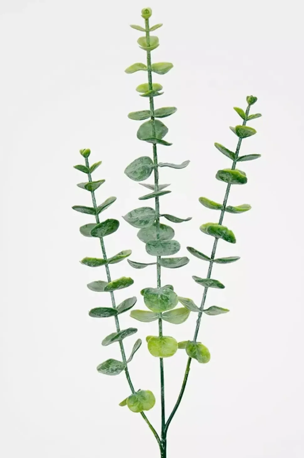 Eucalyptus H60