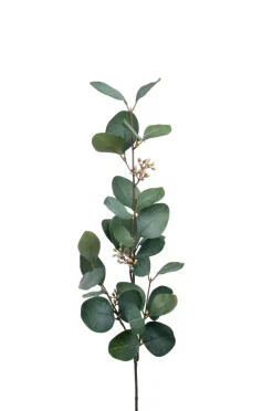 Eucalyptus m/Bær H70