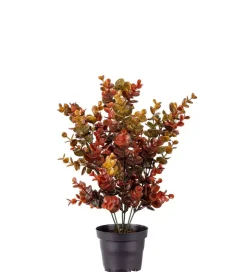 Eucalyptus Rød H40