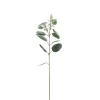 Eukalyptus H87