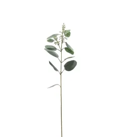 Eukalyptus H87