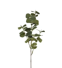 Eukalyptus H70