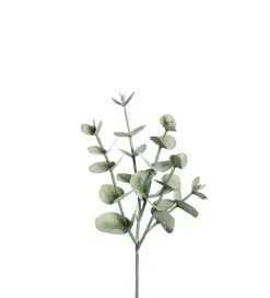 Eukalyptus H25cm