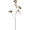 Ferskenblomst Brun H67