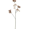 Ferskenblomst Bruntoner H67