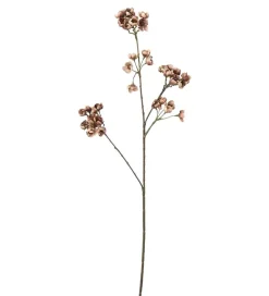 Ferskenblomst Bruntoner H67