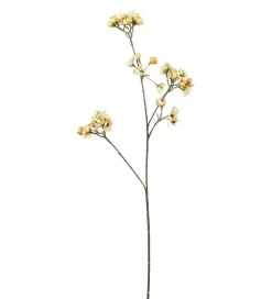 Ferskenblomst Gul H67